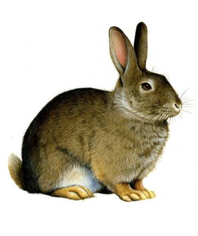 Animals