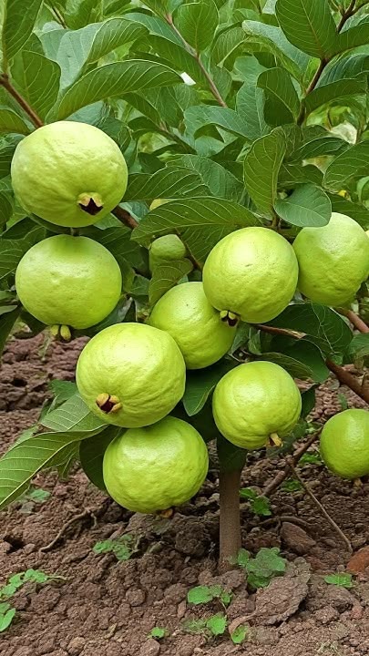 guava