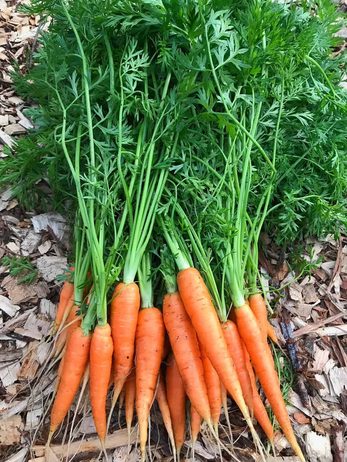 Carrots