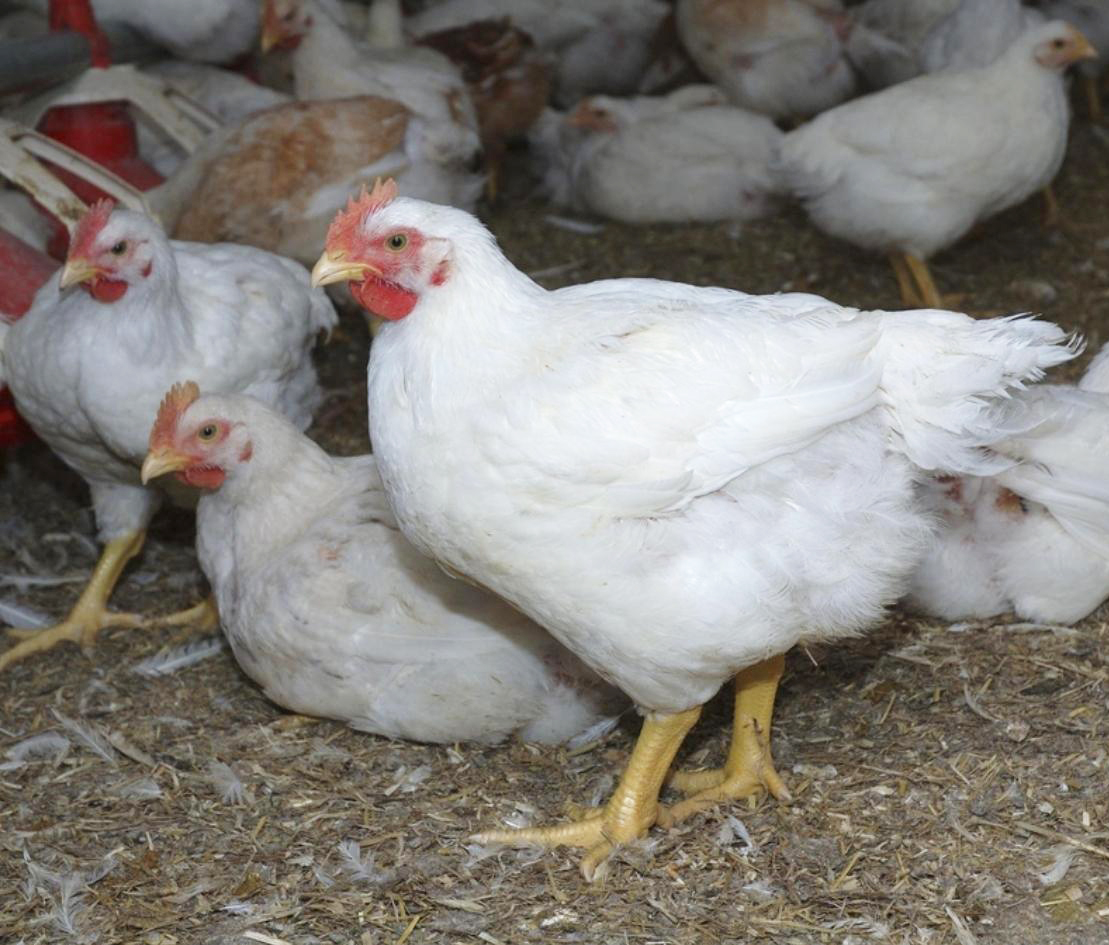 Broiler Chicken(6wks)