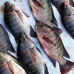 Tilapia