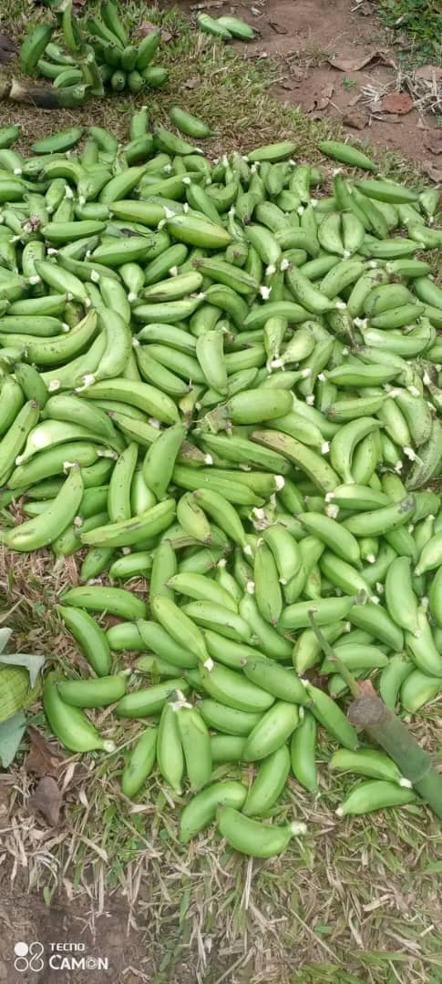 Green banana