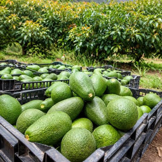 Avocados
