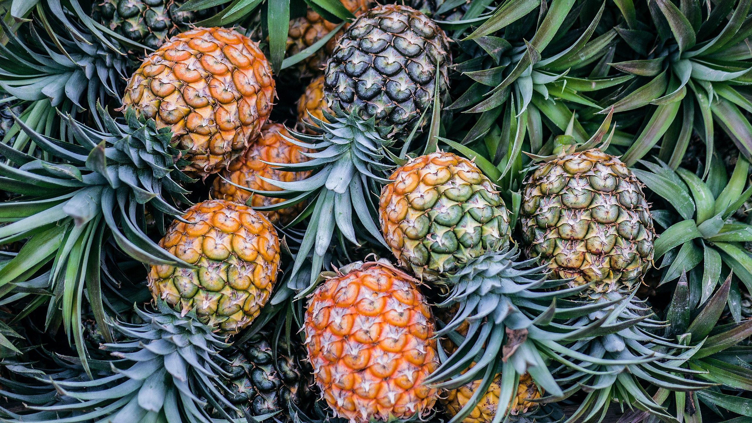 Fresh Farm Produce