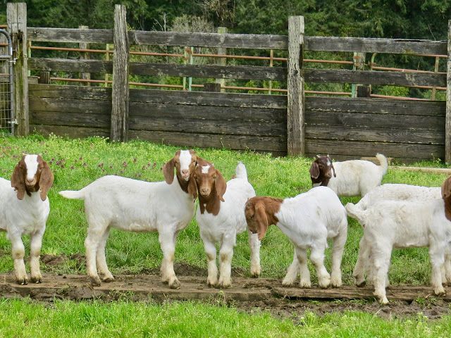 Quality Agricultural Products